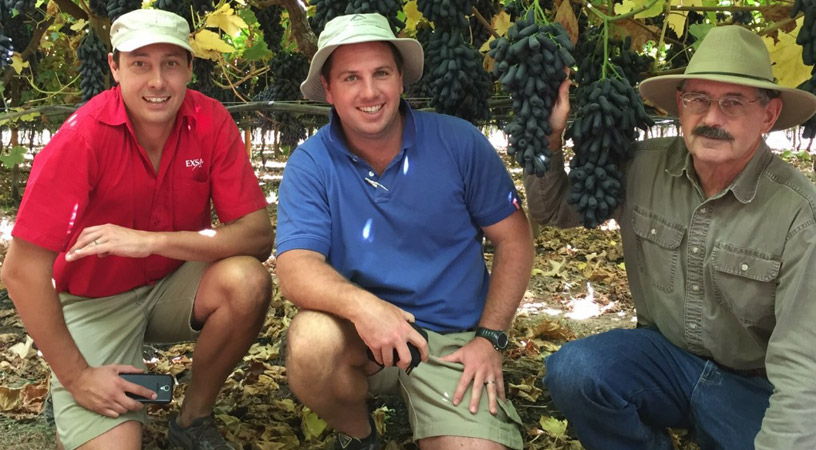 Werner Naudé and Reynecke Viljoen of Exsa (left and centre) with Dr David Cain, IFG’s world renown table grape breeder, in a vineyard of IFG’s Sweet Sapphire® which was bred by Dr Cain.